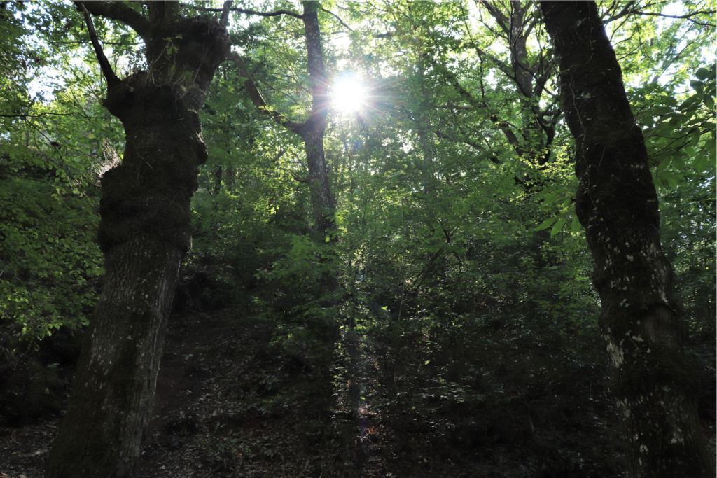 Entrée de Val sans retour - Brocéliande