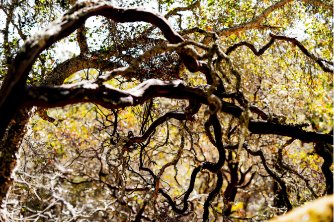 Les arbres sorciers