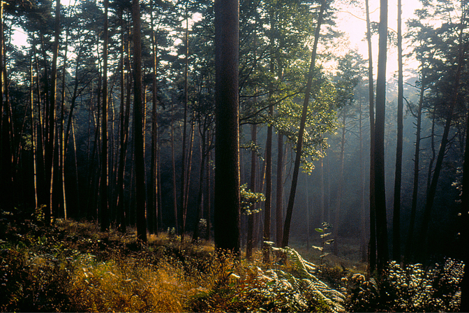 Balade magiques dans la forêt des Vosges