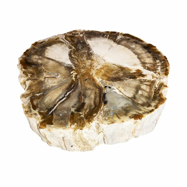 Bois Fossilisé – MCBF01