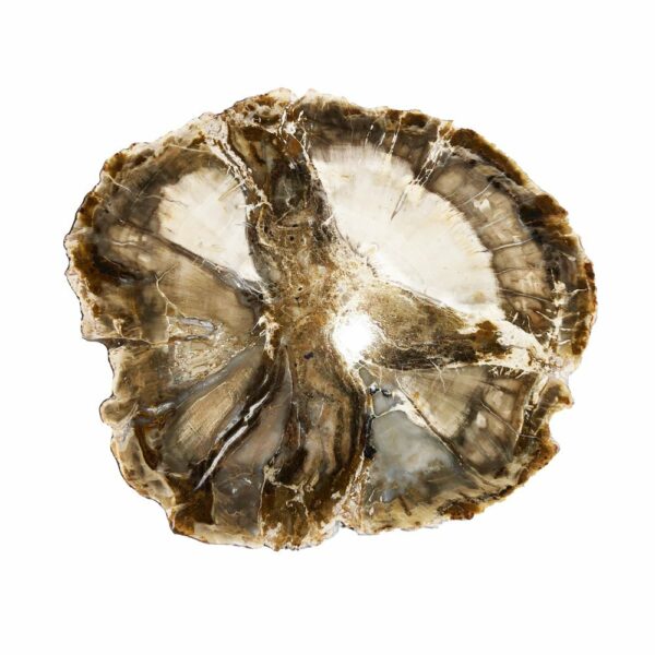 Bois Fossilisé – MCBF01 – Image 2