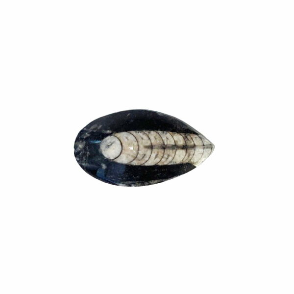 Orthocéras – Pierre brute – Taille 6 à 10 cm