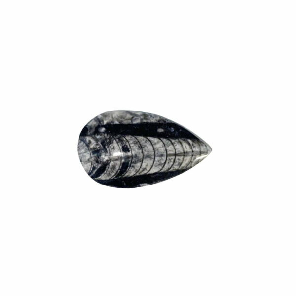 Orthocéras – Pierre brute – Taille 6 à 10 cm – Image 2