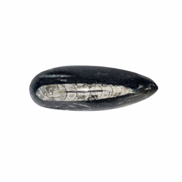 Orthocéras – Pierre brute – Taille 10 à 14 cm
