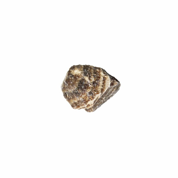 Pierre brute Aragonite marron – Image 2
