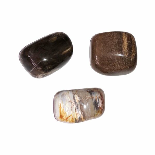 Pierre roulée Bois fossilisé – Image 2