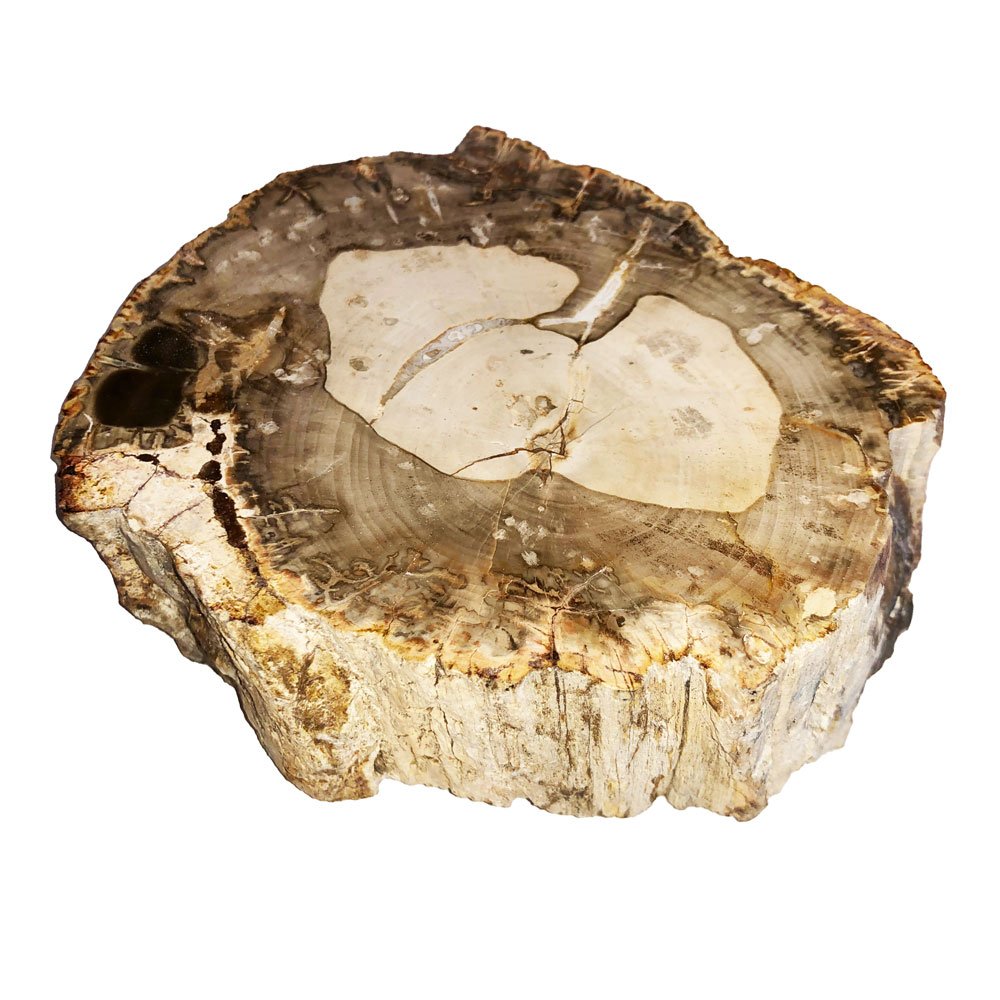 Bois Fossilisé – MCBF02