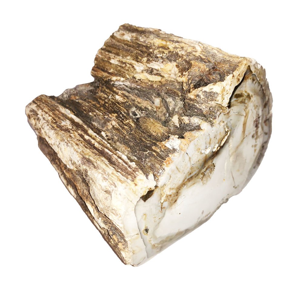 Bois Fossilisé – MCBF04