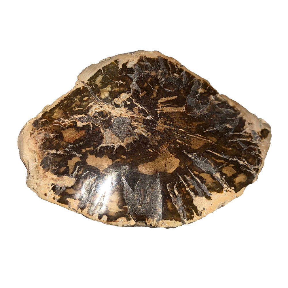 Bois Fossilisé – MCBF05