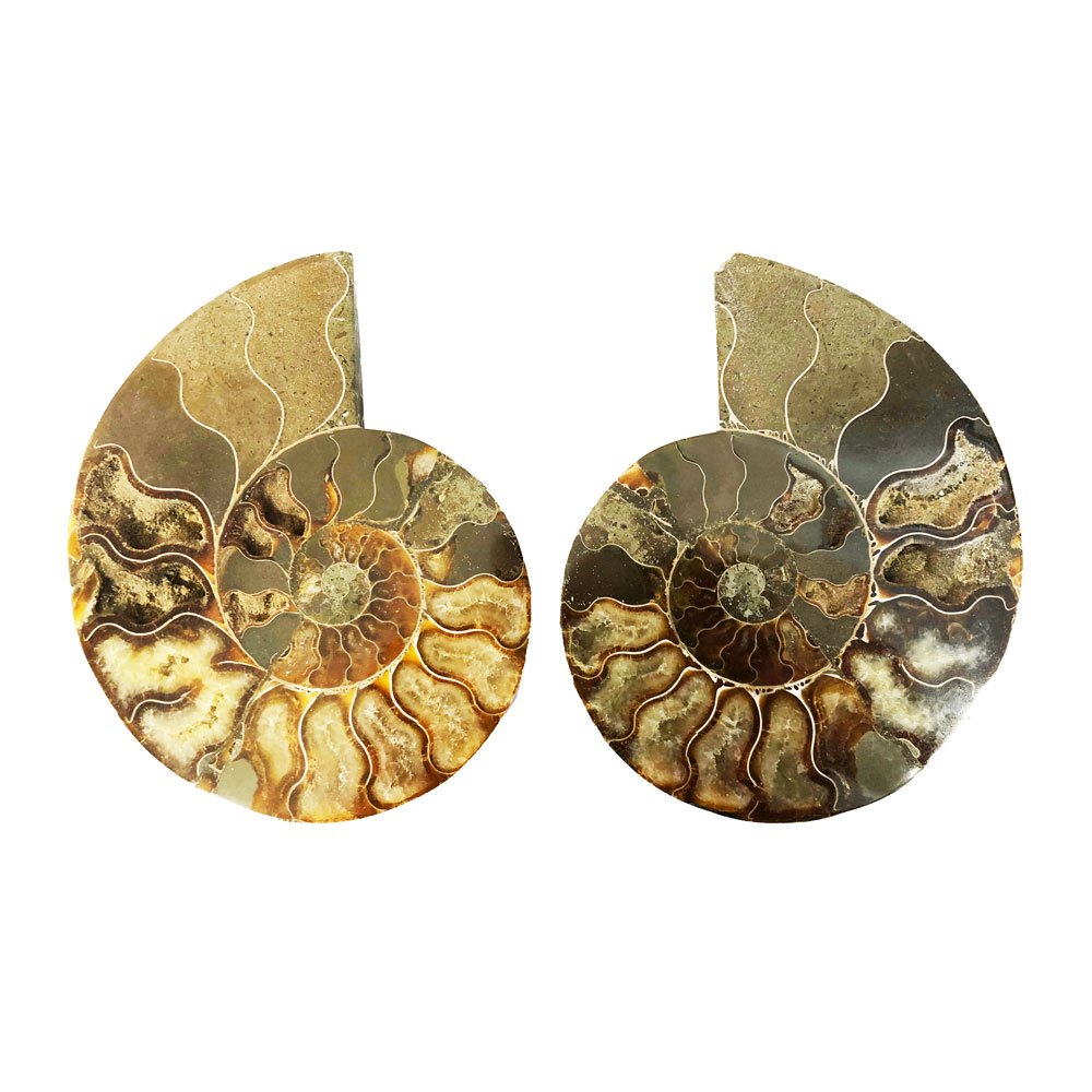 Paire d’Ammonite 14cm – MCAMI14