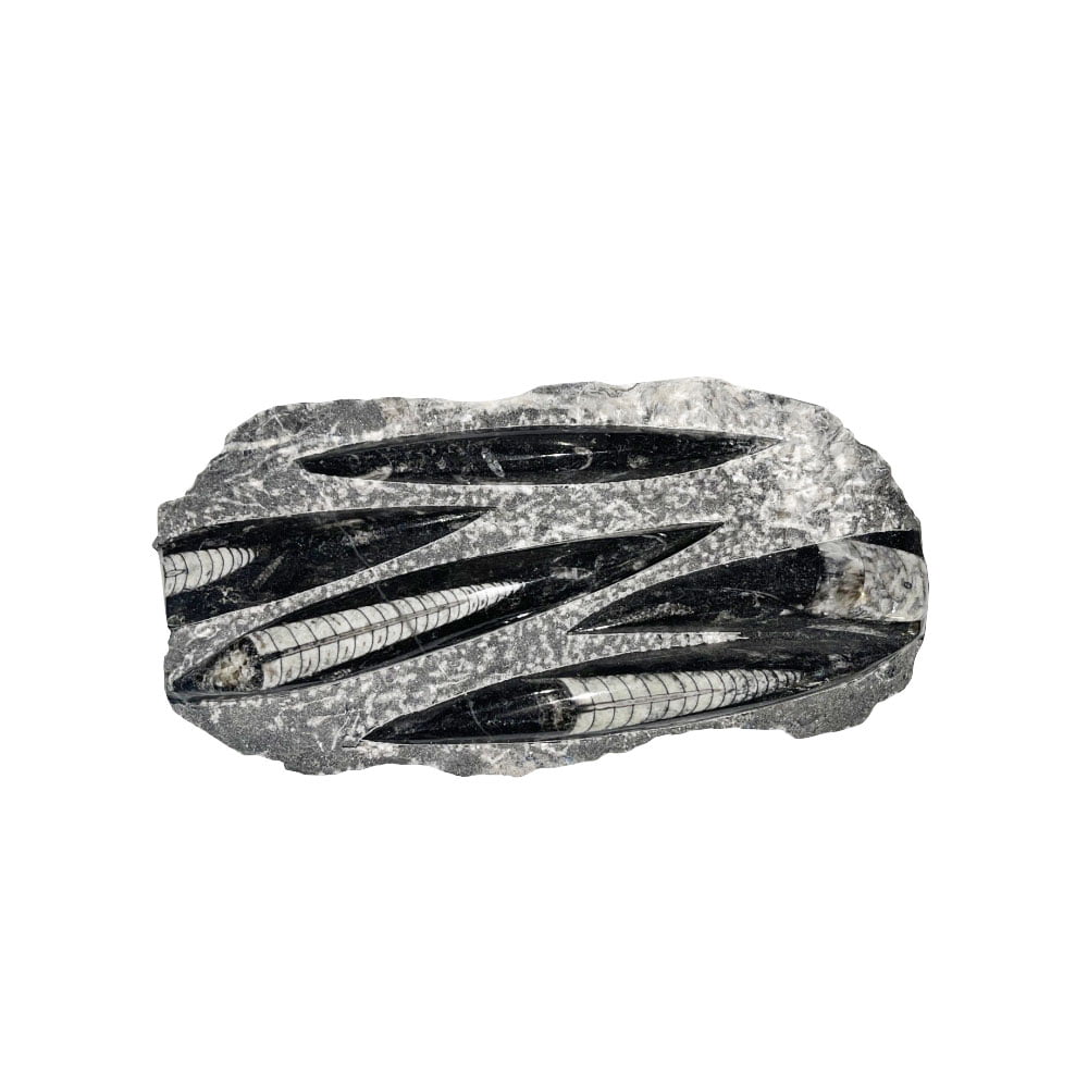 Plateau Orthocéras – Env. 20 cm